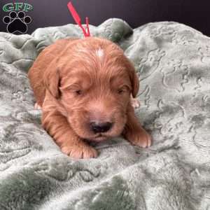 Zeus, Mini Goldendoodle Puppy